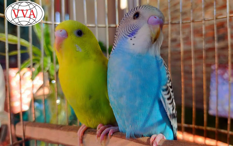 Hình 2: Nuôi chim Yến Phụng 